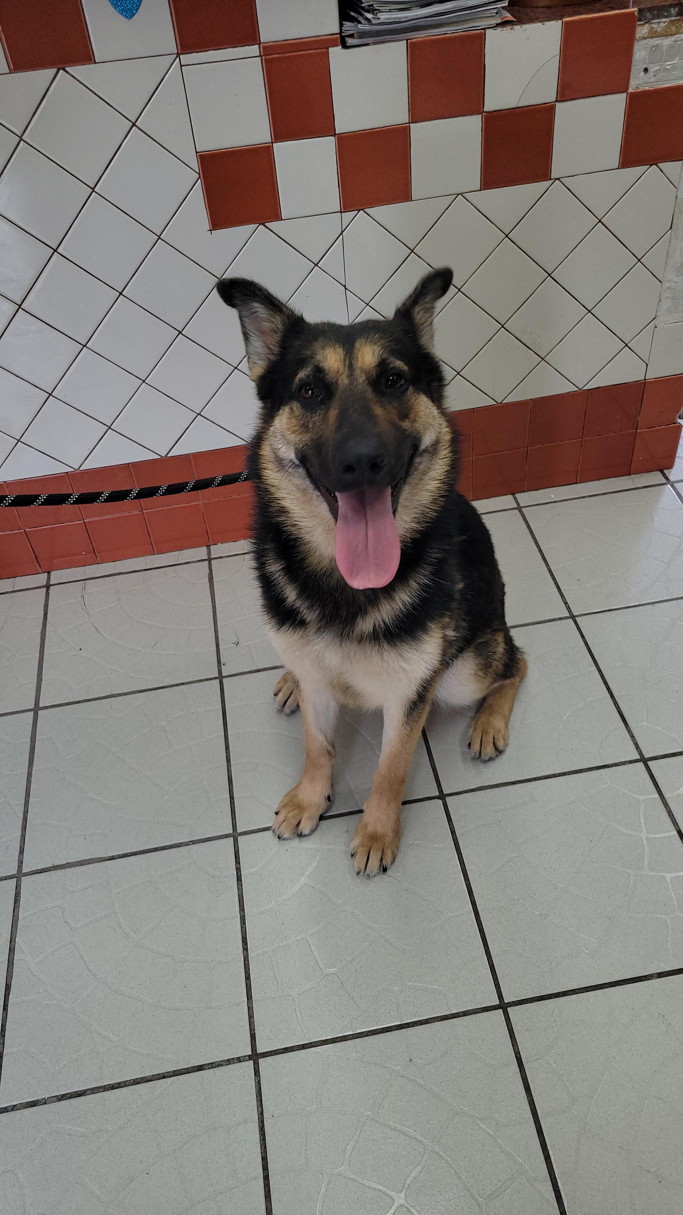 Bambi, a Adoptable mixed breed in rowland heights, CA image 4/4