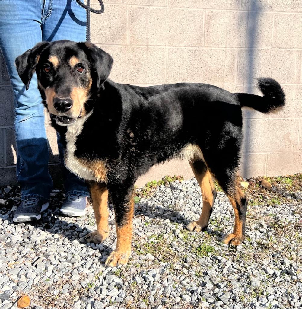 Douglas, Adoptable, Adult Male Mixed Breed.