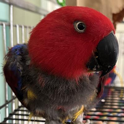 Perry, a Adoptable Eclectus in Alexander, NC image 1/2