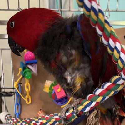 Perry, a Adoptable Eclectus in Alexander, NC image 2/2
