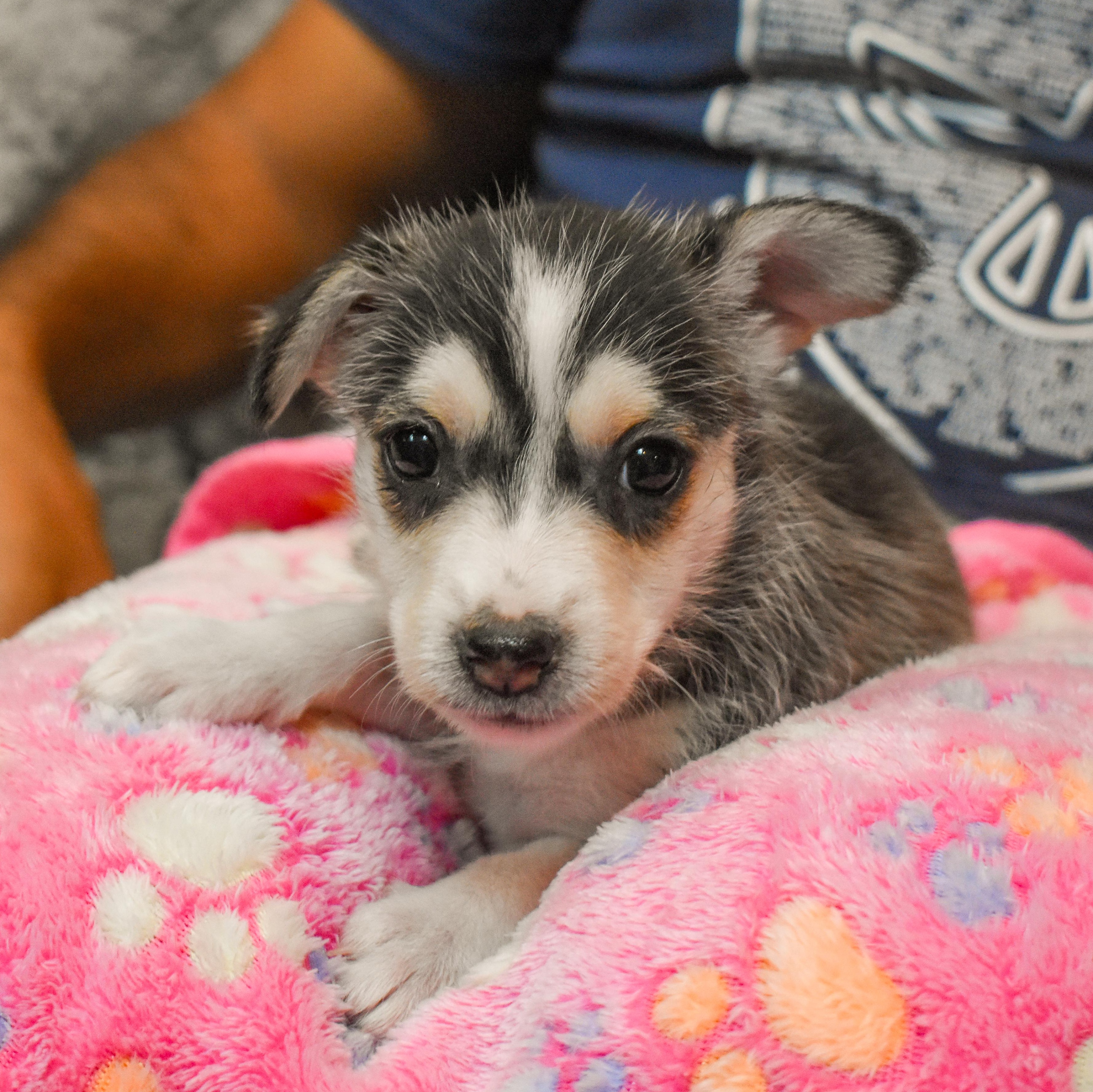 Bonnie — thumbnail 3