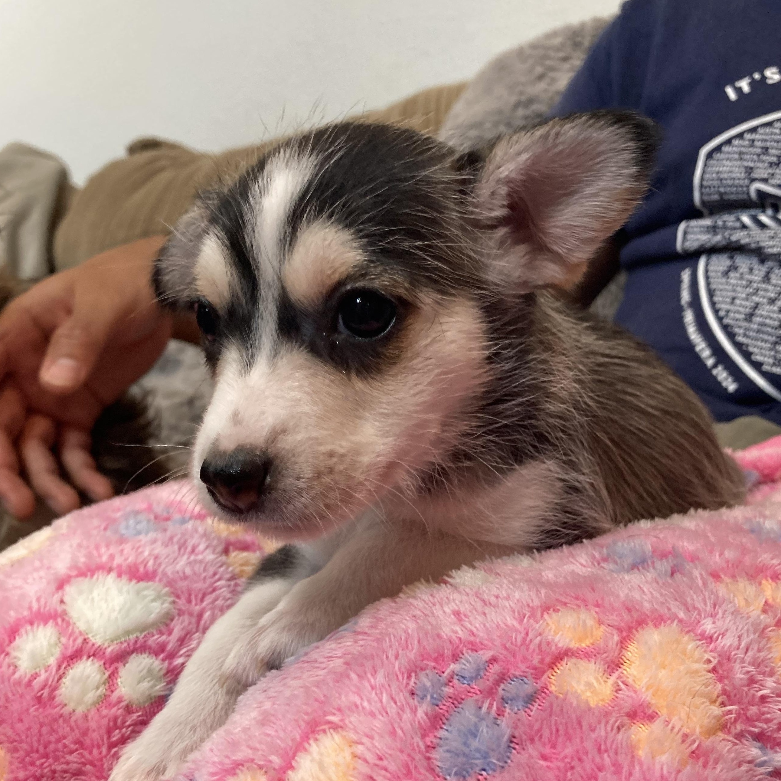 Bonnie — thumbnail 5