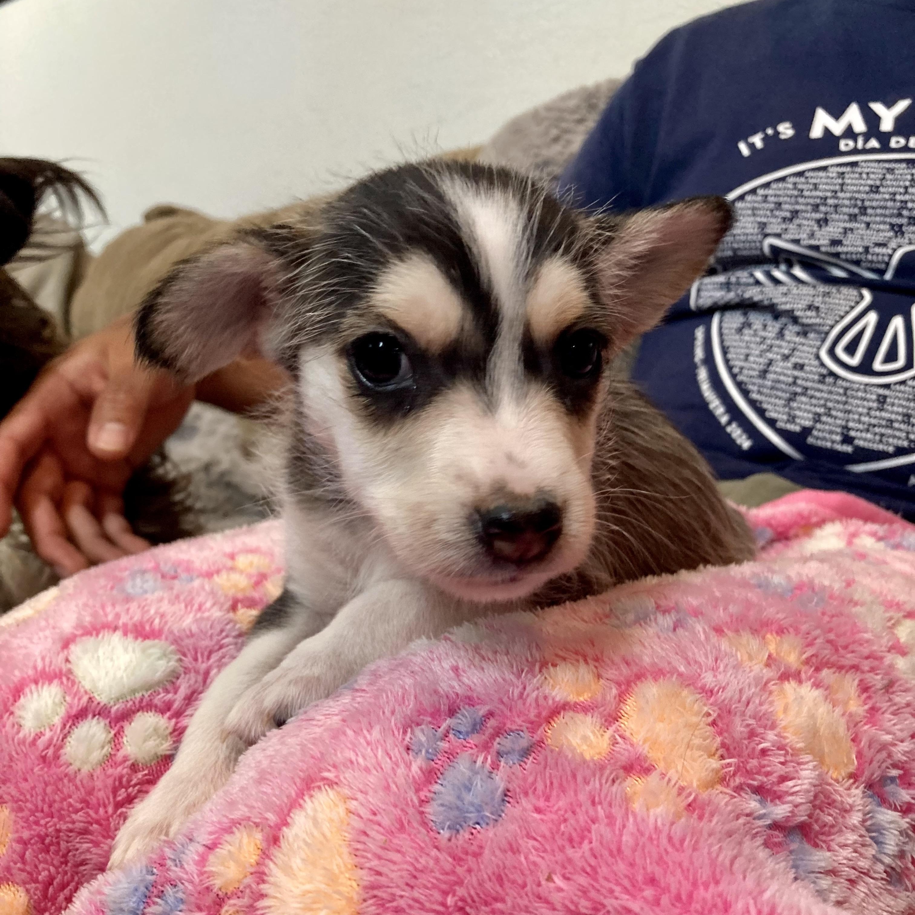 Bonnie — thumbnail 6