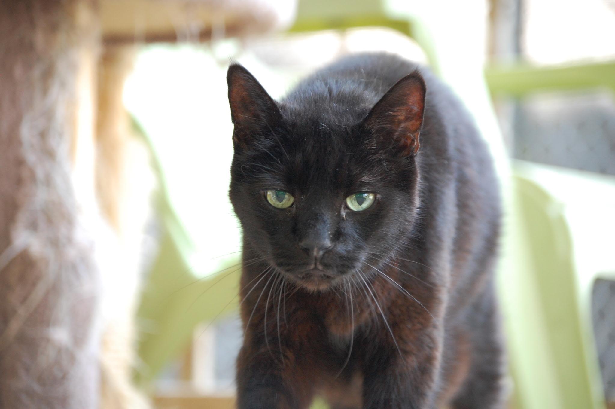 Enlarge Boney, a Adopted mixed breed in Anderson, IN image 2/2