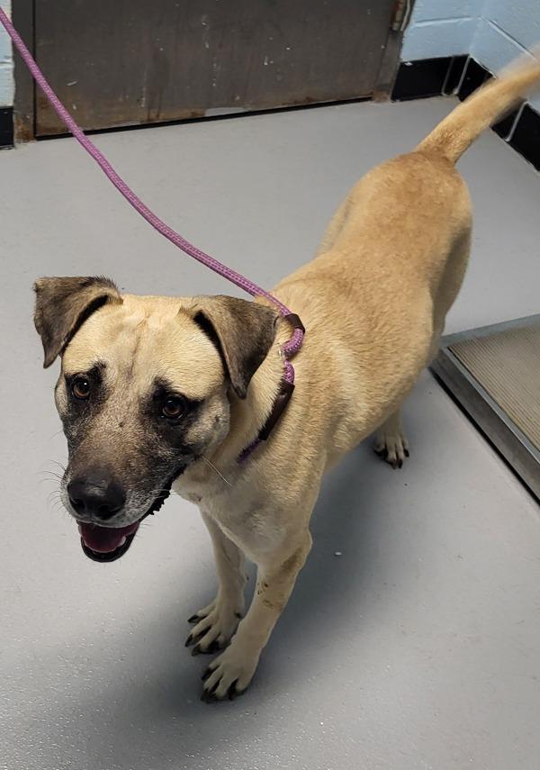 Pen 104 Zack, Adoptable, Adult Male Shepherd.