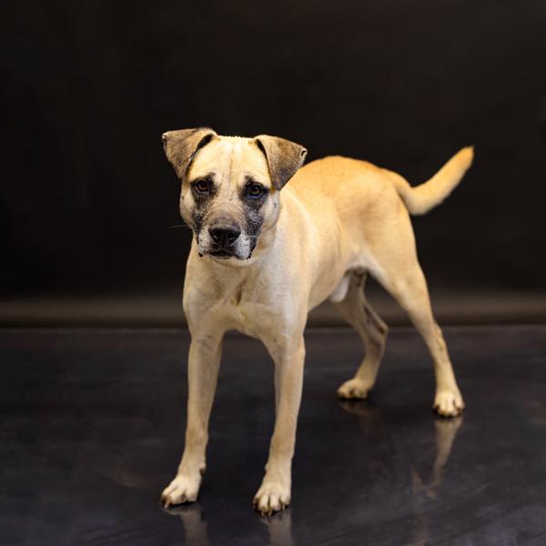 Enlarge Pen 104 Zack, a Adoptable mixed breed in Lawrenceville, GA image 2/2