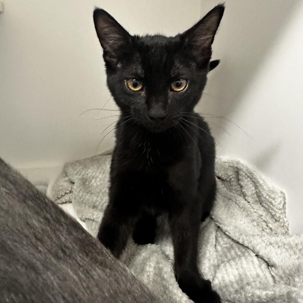 Cholla, Adoptable, Kitten Female Domestic Short Hair.