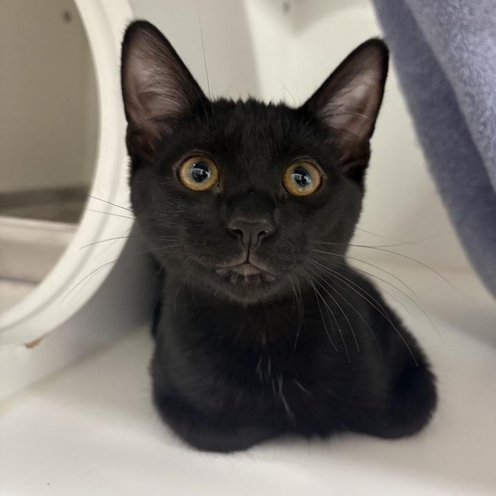 Cholla, a Adoptable Domestic Short Hair in Phoenix, AZ image 2/3