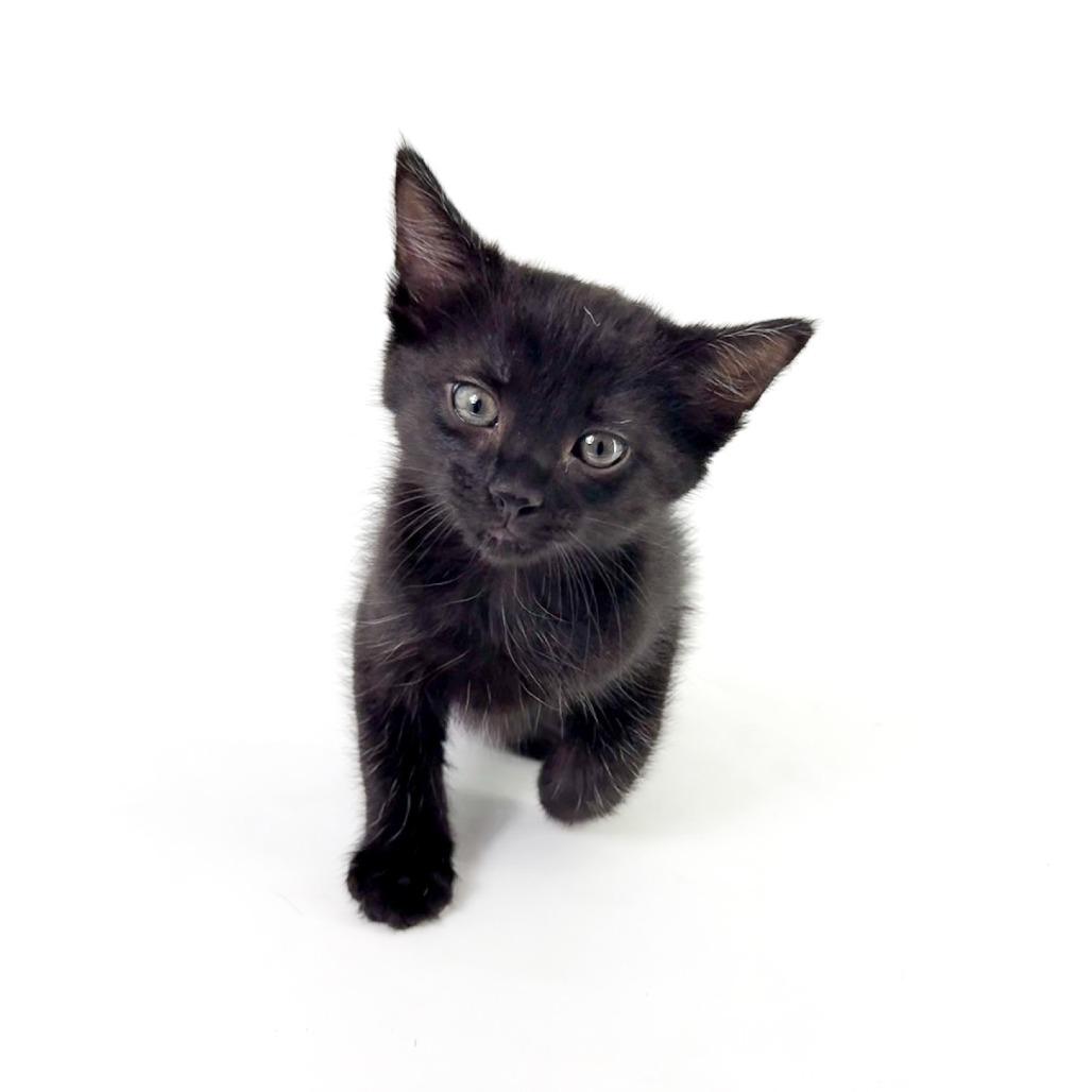 Cholla, a Adoptable Domestic Short Hair in Phoenix, AZ image 3/3
