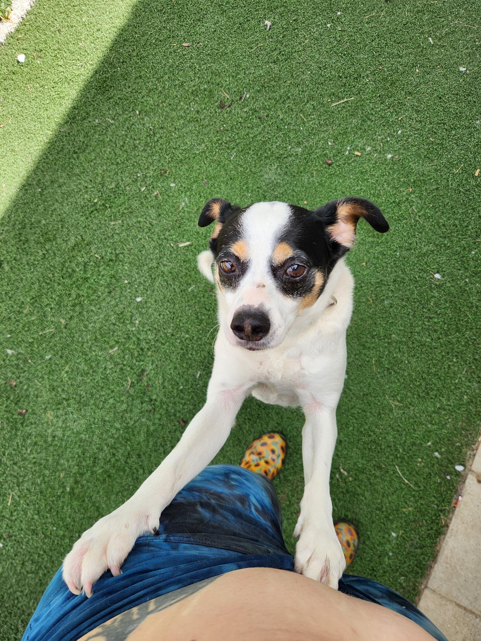 Enlarge Andy, an adoptable mixed breed in Madera, CA image 2/4