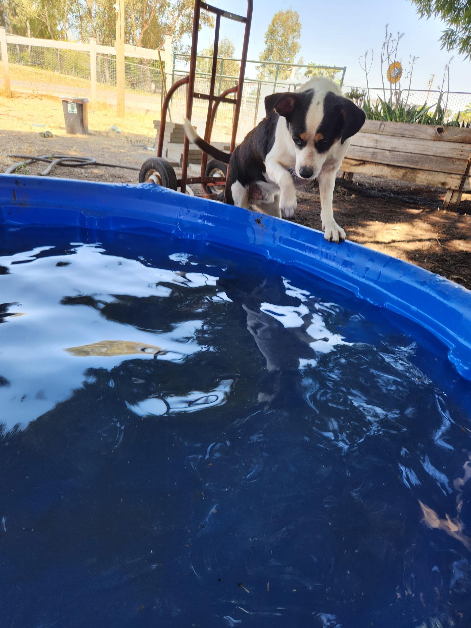 Enlarge Andy, an adoptable mixed breed in Madera, CA image 4/4