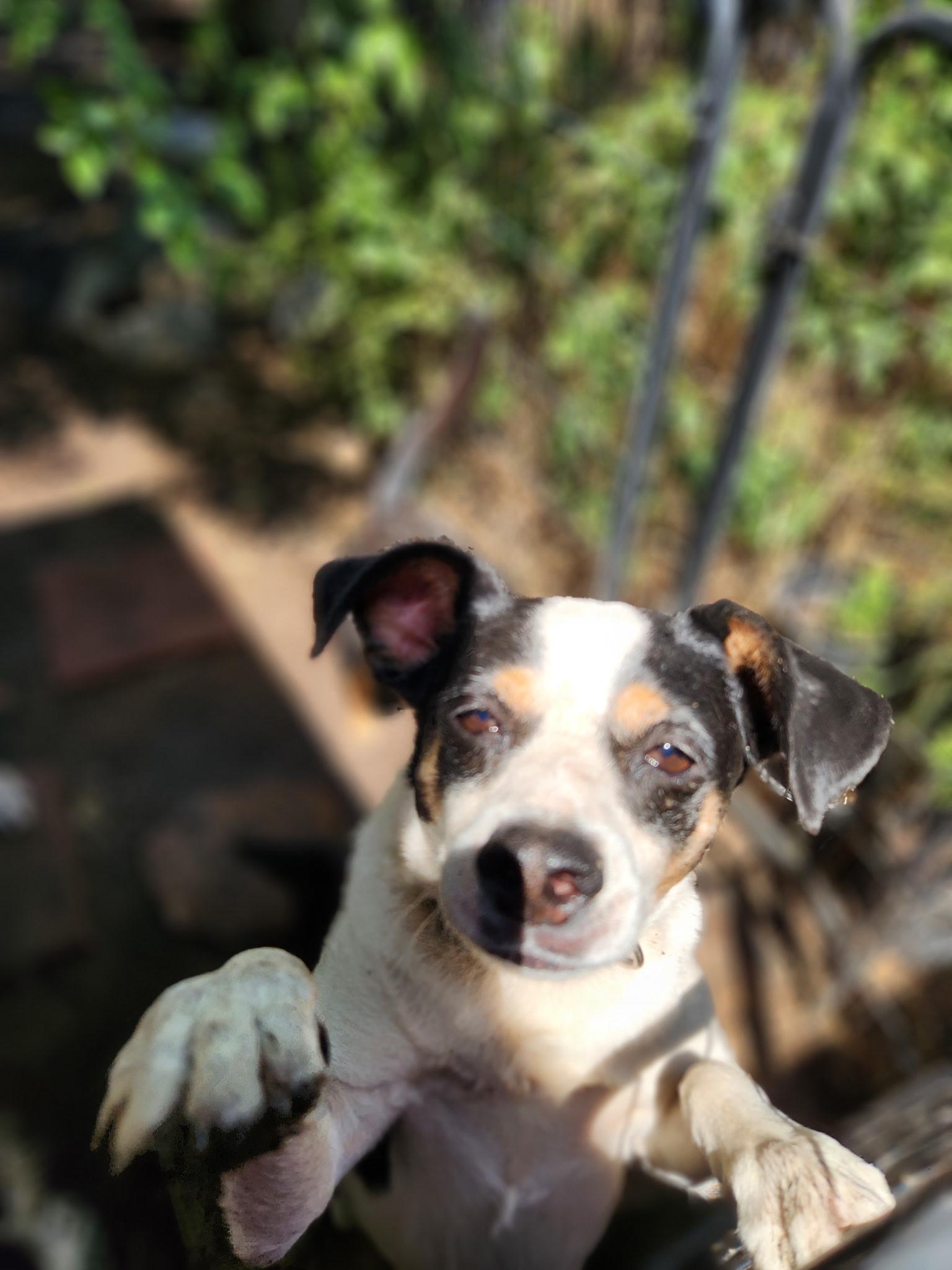 Enlarge Andy, an adoptable mixed breed in Madera, CA image 1/4