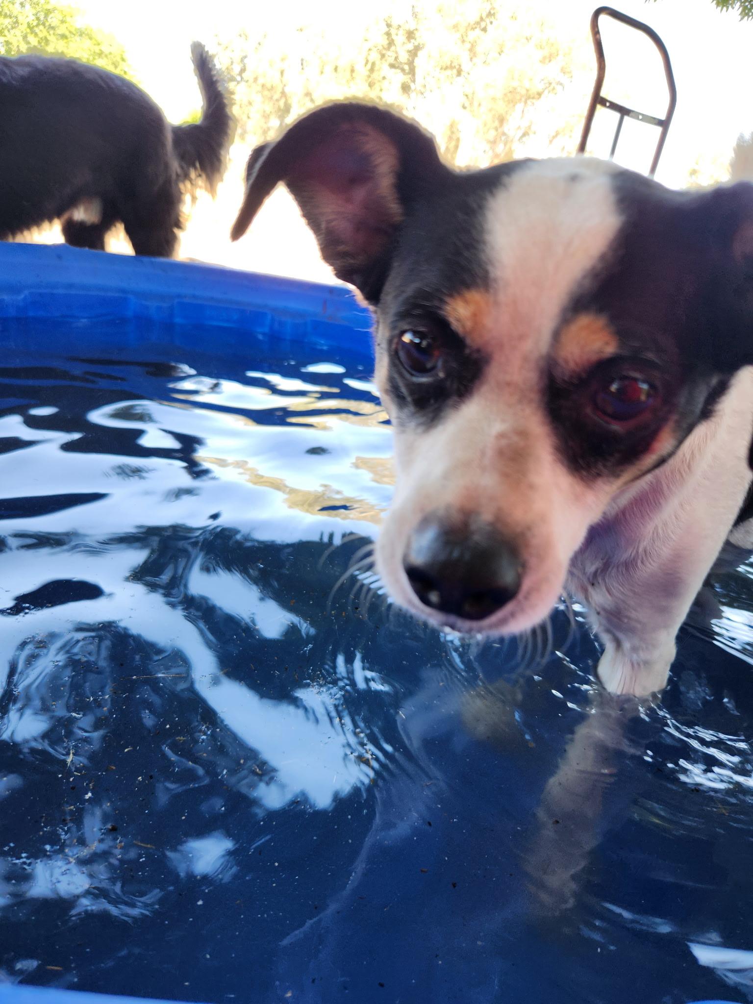 Enlarge Andy, an adoptable mixed breed in Madera, CA image 3/4