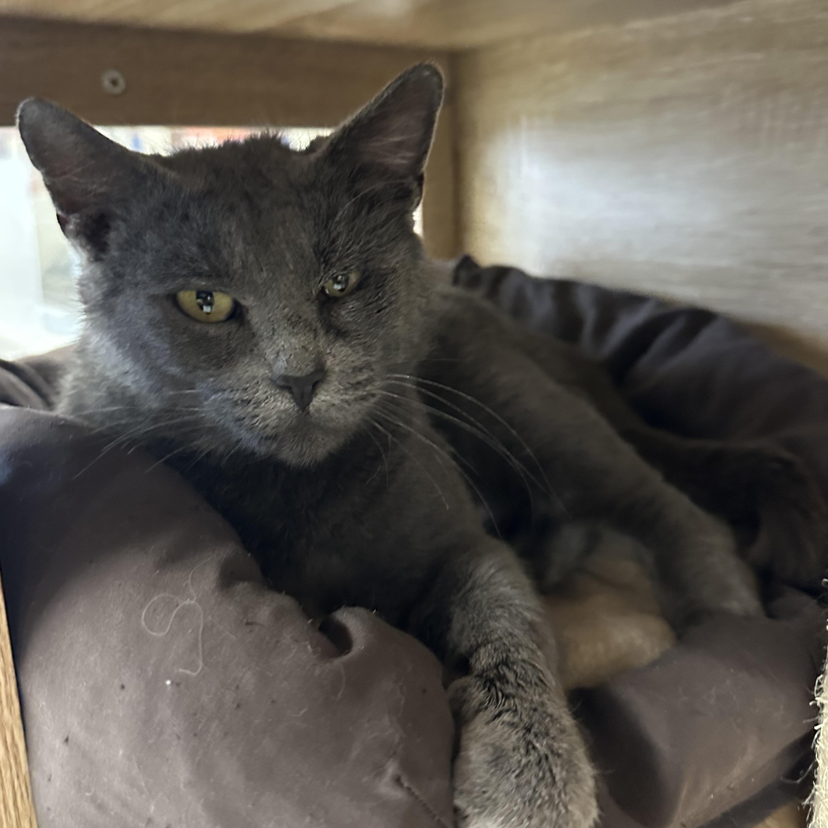 Liberty, Adult Female Domestic Short Hair