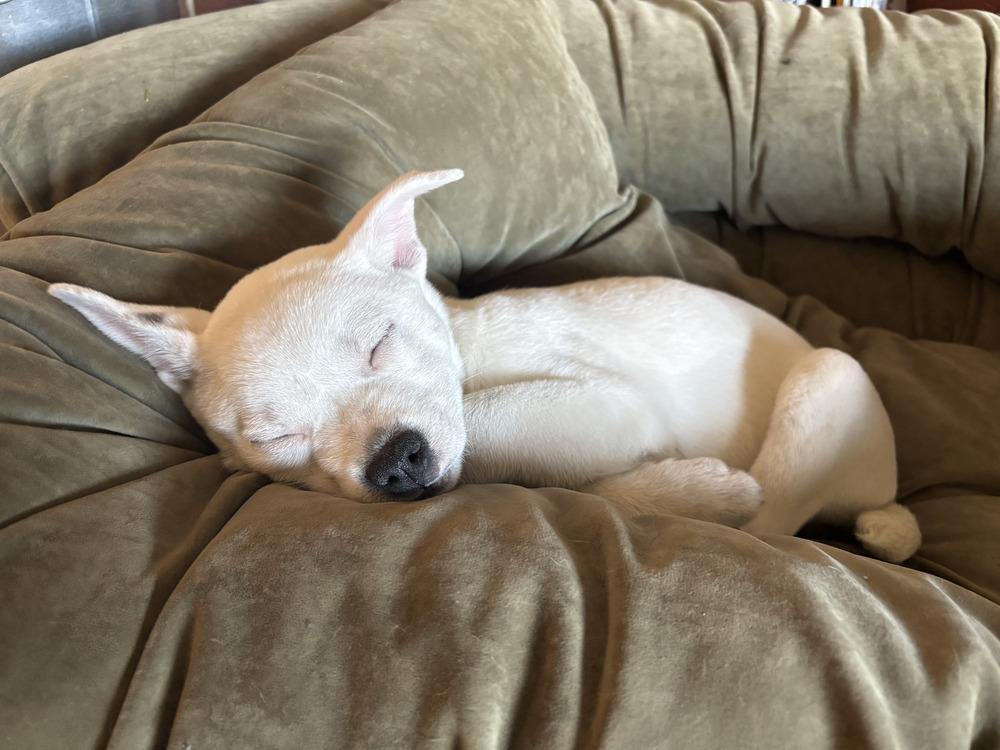 Minnow, Adoptable, Puppy Female Rat Terrier & Mixed Breed.