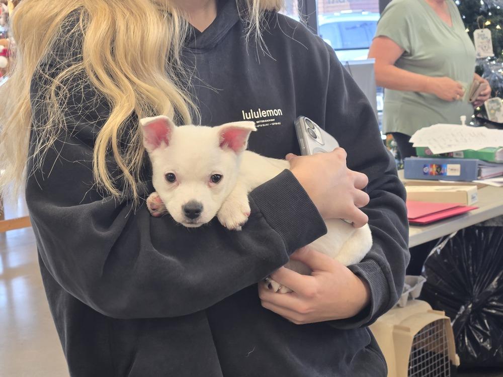 Enlarge Minnow, a Adoptable mixed breed in Bend, OR image 2/4