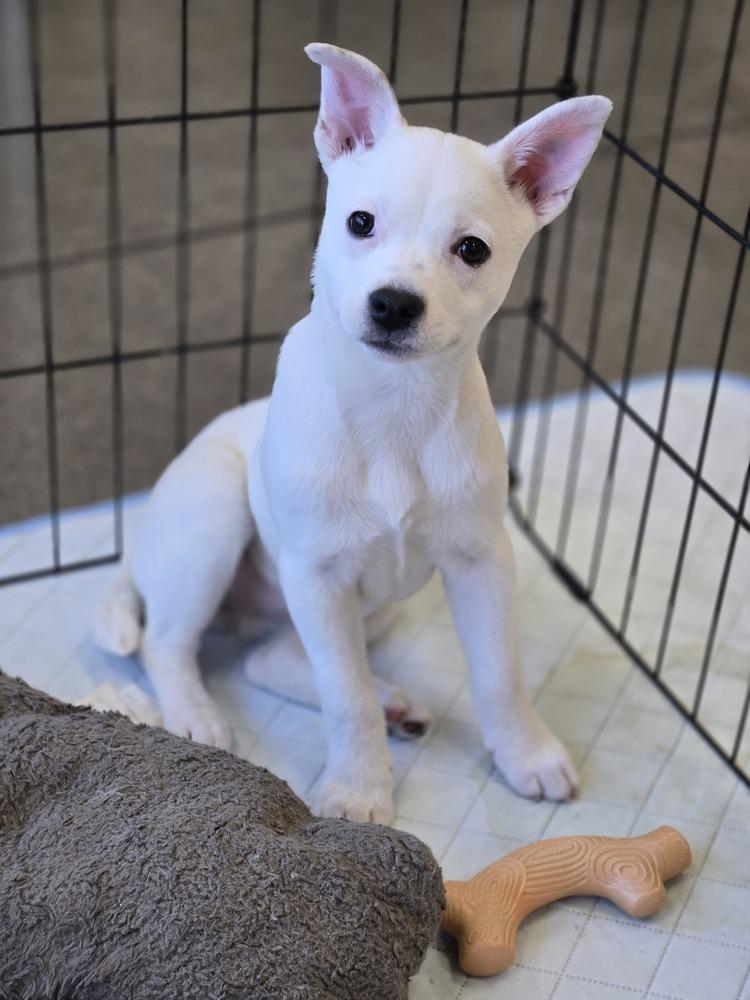 Enlarge Minnow, a Adoptable mixed breed in Bend, OR image 3/4