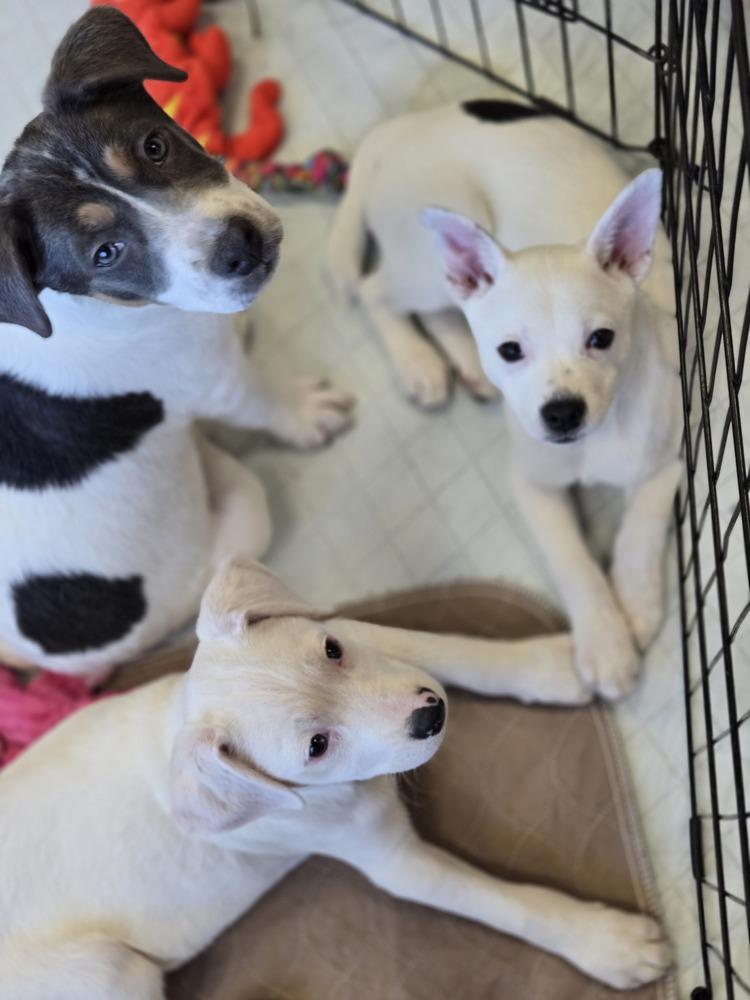 Enlarge Minnow, a Adoptable mixed breed in Bend, OR image 4/4