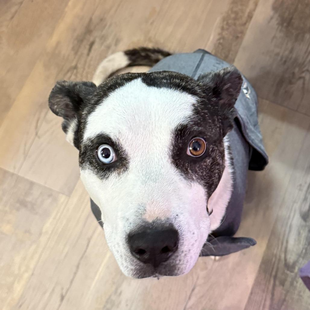 Enlarge Mooney, a Adoptable mixed breed in Durango, CO image 2/6