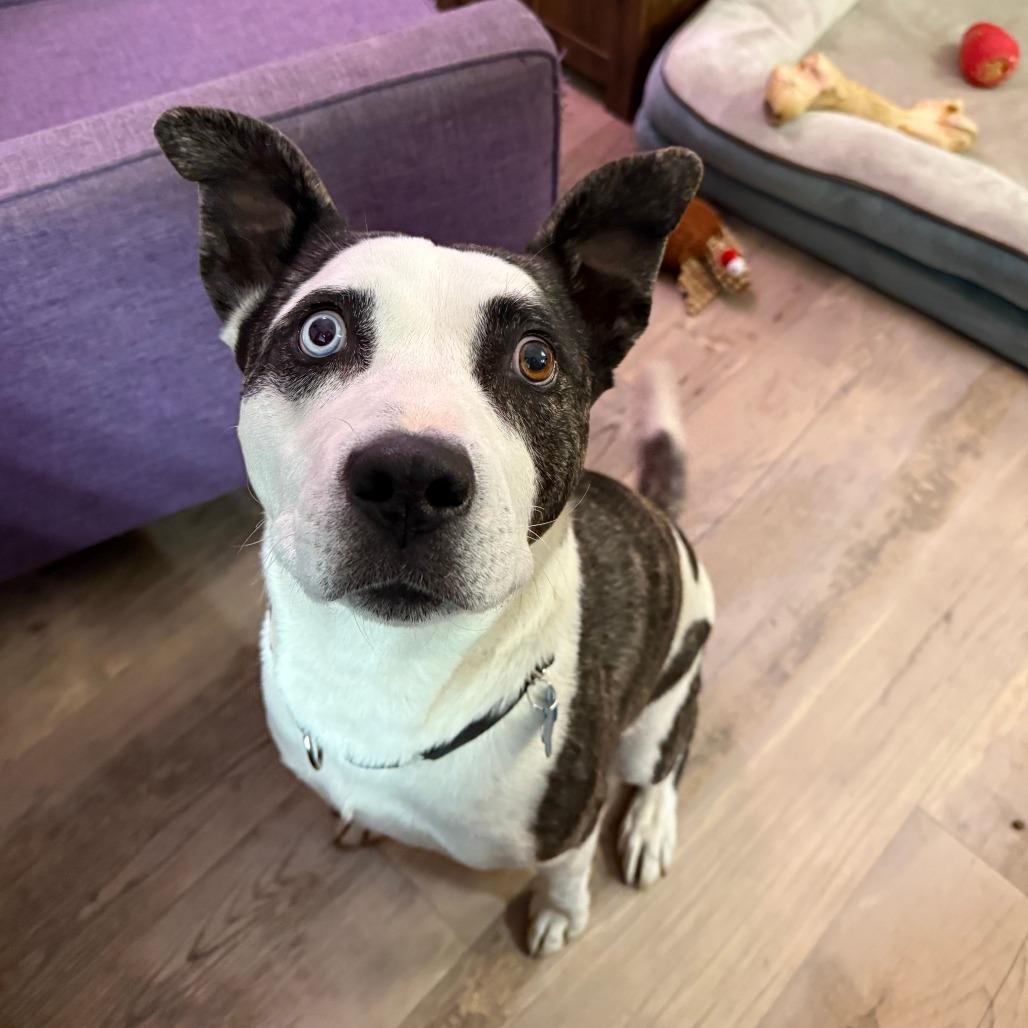 Enlarge Mooney, a Adoptable mixed breed in Durango, CO image 3/6