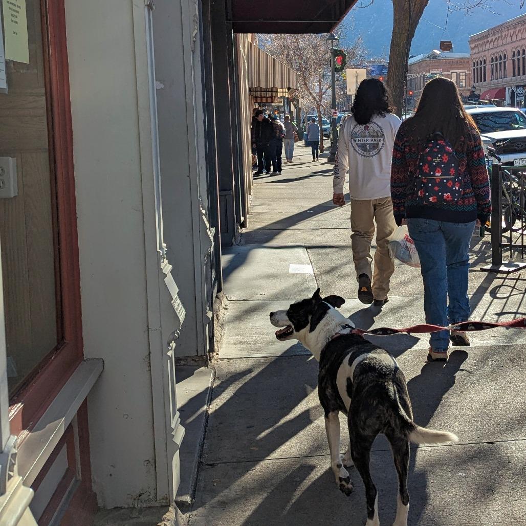 Enlarge Mooney, a Adoptable mixed breed in Durango, CO image 4/6