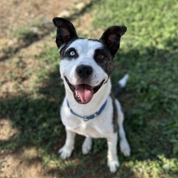 Enlarge Mooney, a Adoptable mixed breed in Durango, CO image 5/6