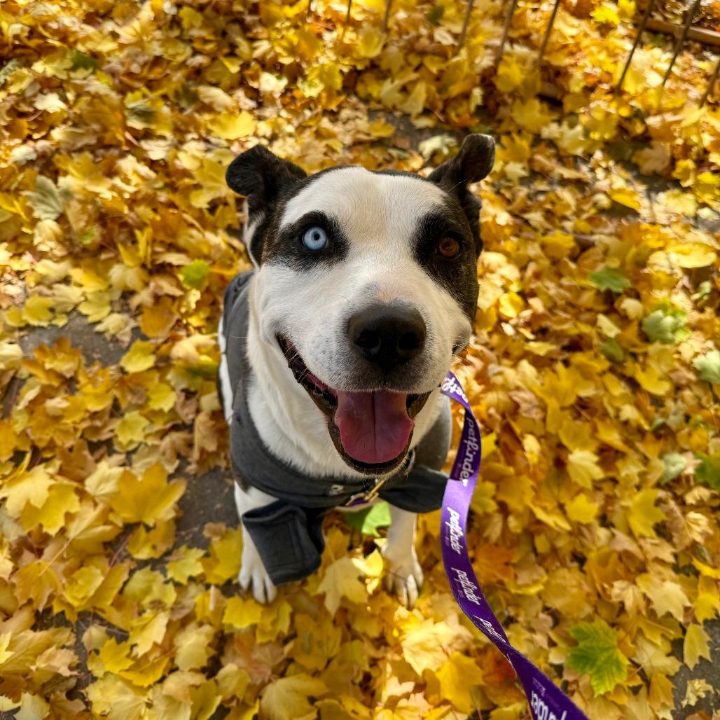 Enlarge Mooney, a Adoptable mixed breed in Durango, CO image 6/6