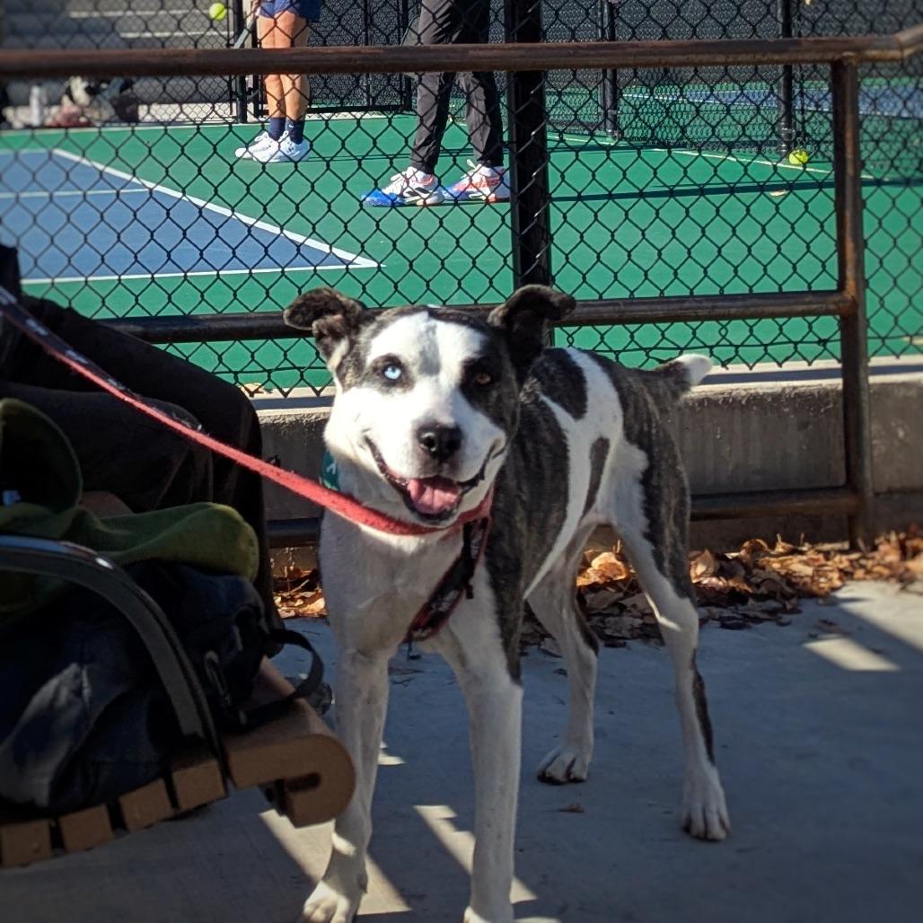 Mooney, a Adoptable Akita image 4/6