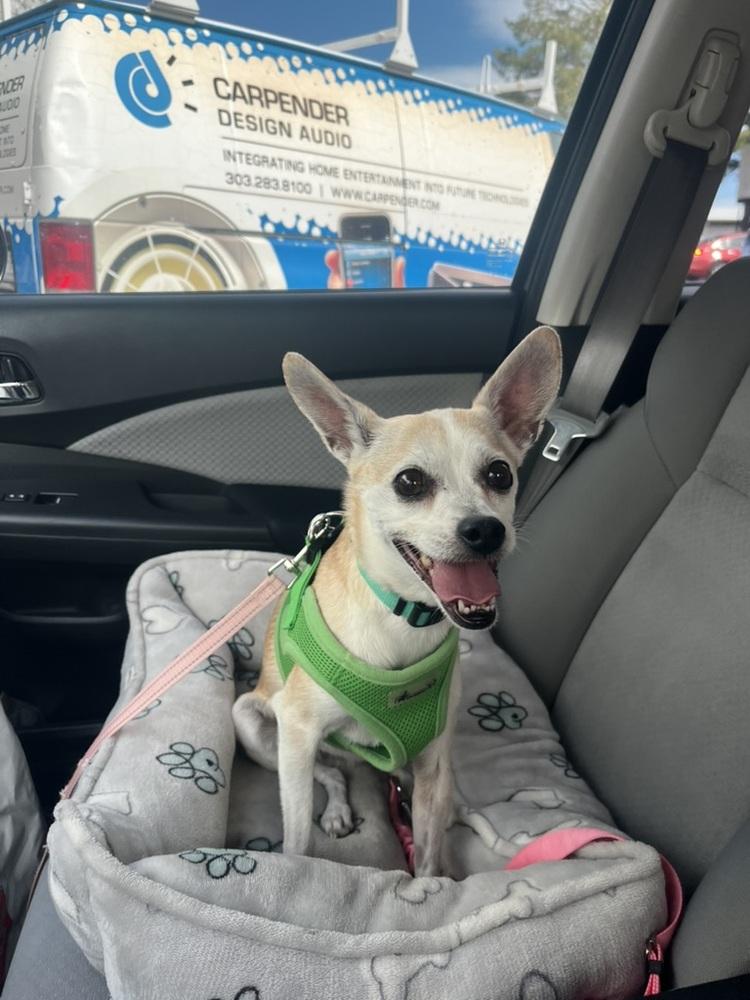 Rosa, a ADOPTABLE mixed breed in Denver, CO image 2/6