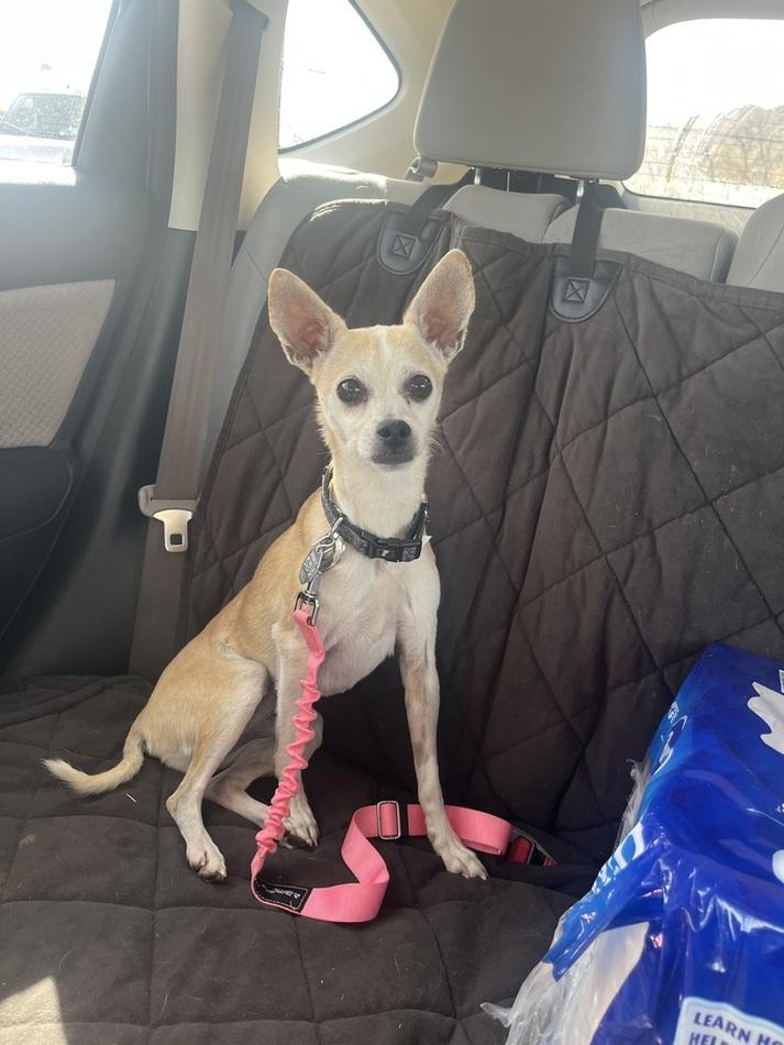 Rosa, a ADOPTABLE mixed breed in Denver, CO image 3/6