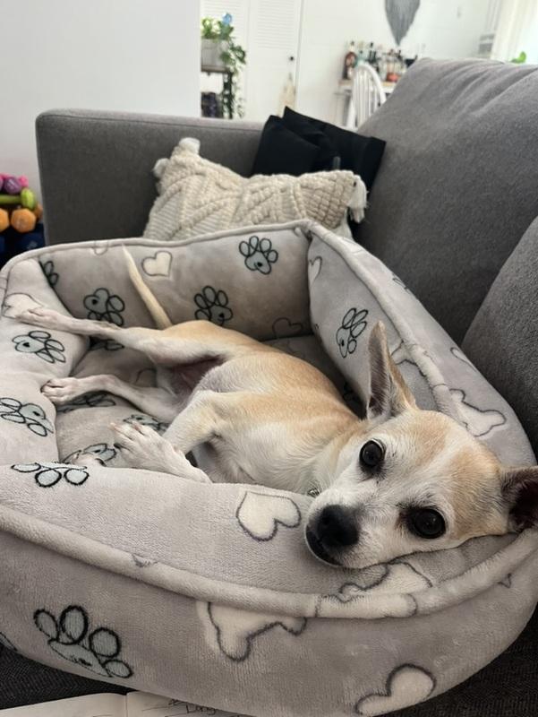 Rosa, a ADOPTABLE mixed breed in Denver, CO image 4/6