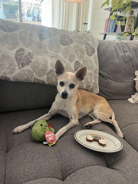 Rosa, ADOPTABLE, Adult Male Chihuahua.