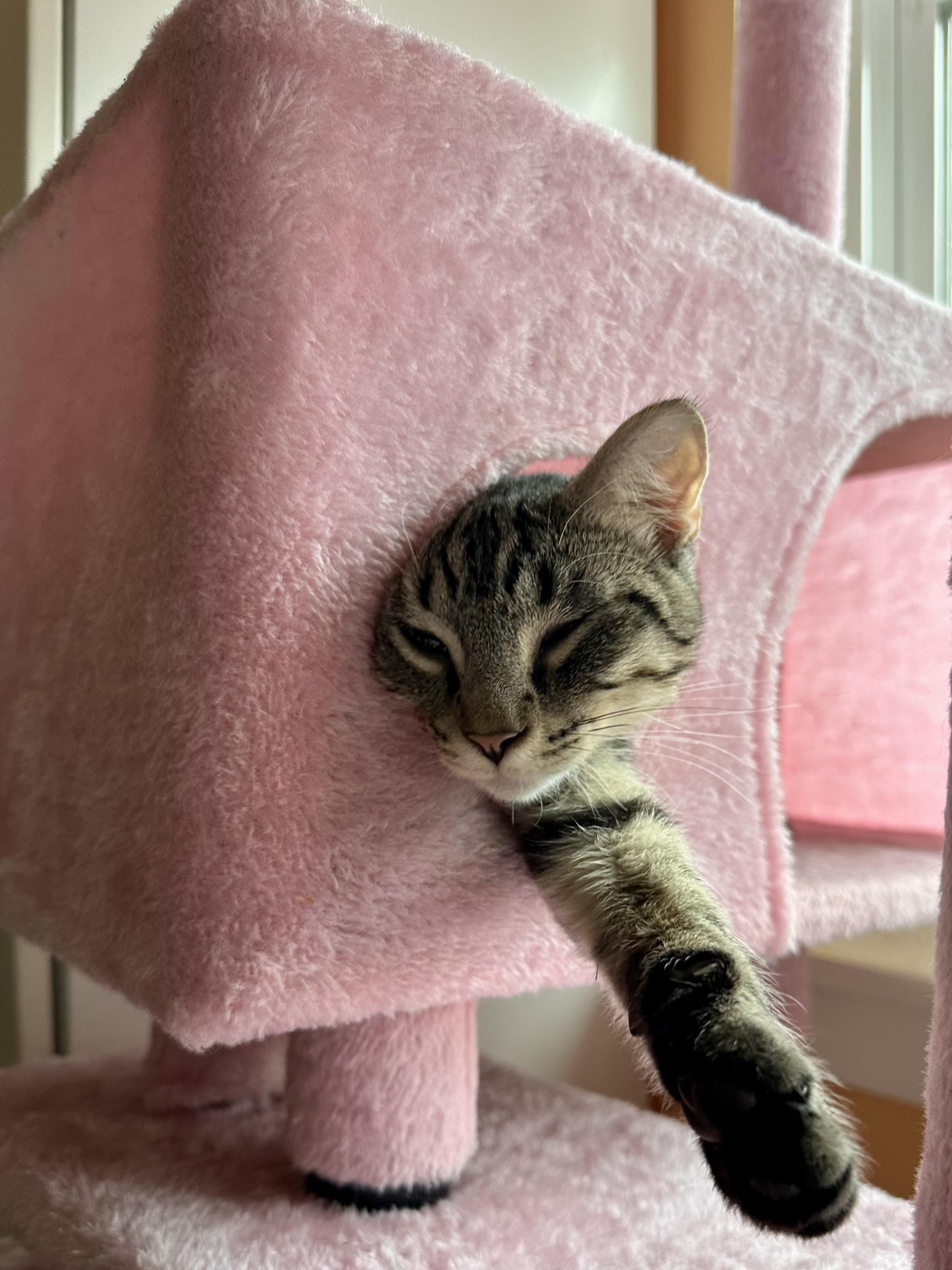 Enlarge Rogue, a Adoptable Tabby in Woodinville, WA image 2/5