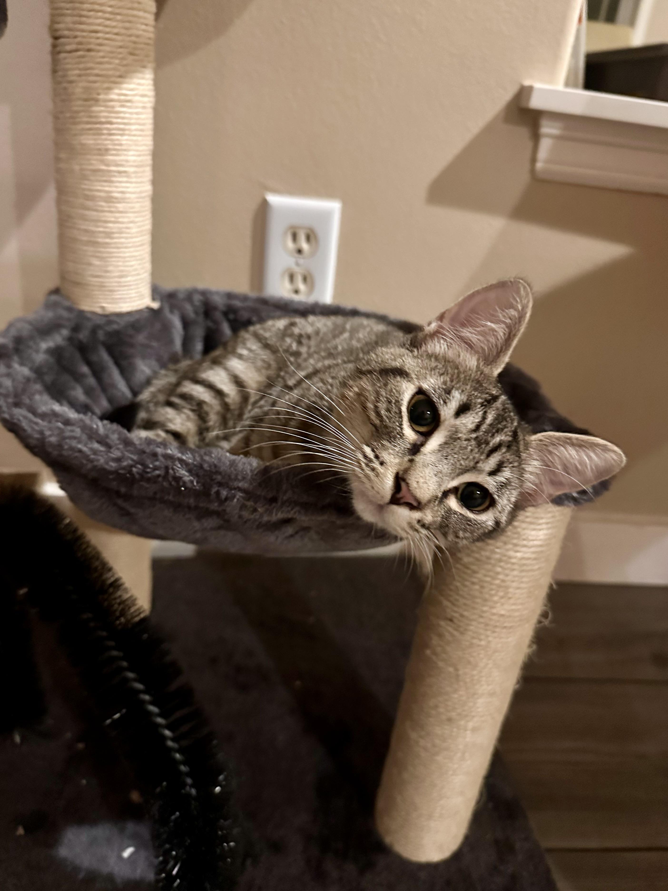 Rogue, Adoptable, Kitten Female Tabby.