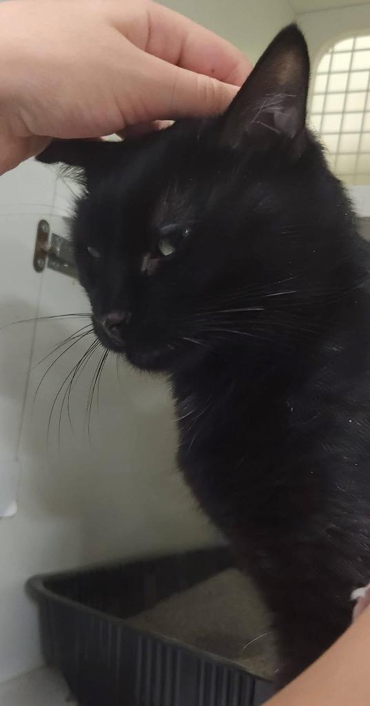 Pepe, Adoptable, Adult Male Domestic Medium Hair.