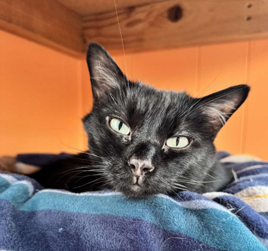 Enlarge Pepe, a Adoptable mixed breed in Ogden, UT image 2/3