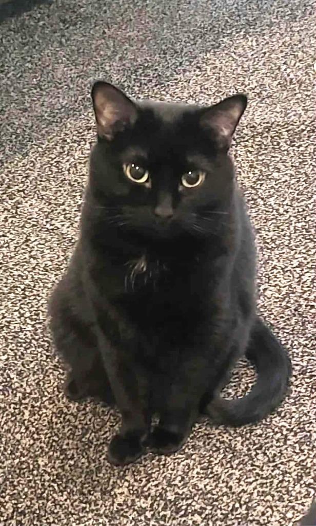 Enlarge Pepe, a Adoptable mixed breed in Ogden, UT image 1/1