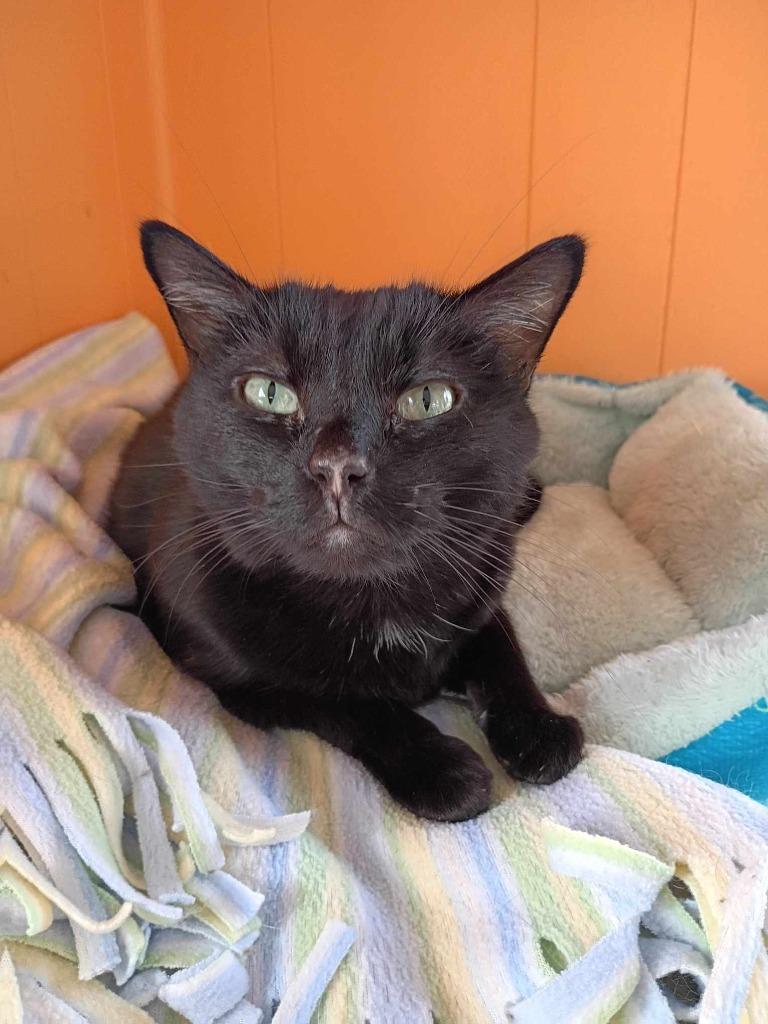 Enlarge Pepe, a Adoptable mixed breed in Ogden, UT image 4/4