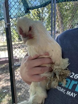 Enlarge Coconut, a Adoptable Chicken in Eugene, OR image 1/3