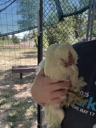 Enlarge Coconut, a Adoptable Chicken in Eugene, OR image 2/3