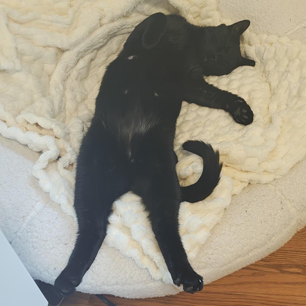 Ganache, Adoptable, Adult Male Domestic Short Hair.