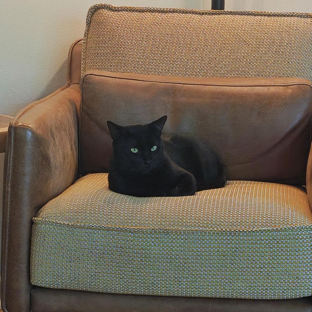 Enlarge Ganache, a Adoptable Domestic Short Hair in Deerfield, IL image 2/6
