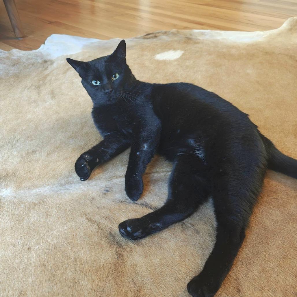 Enlarge Ganache, a Adoptable Domestic Short Hair in Deerfield, IL image 1/5