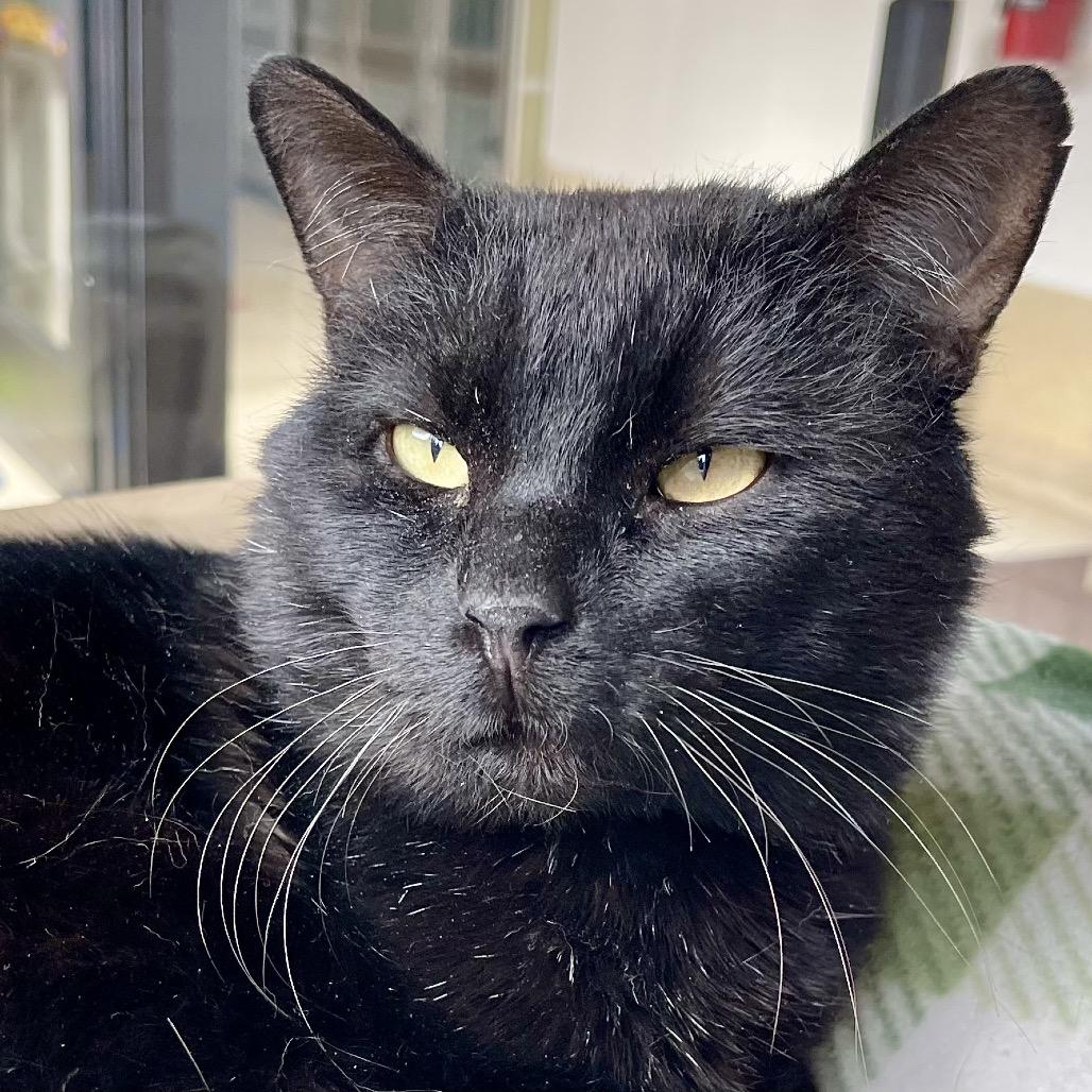 Enlarge Ganache, a Adoptable Domestic Short Hair in Deerfield, IL image 1/5