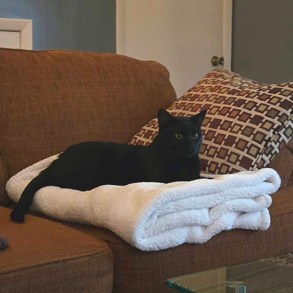 Enlarge Ganache, a Adoptable Domestic Short Hair in Deerfield, IL image 2/5