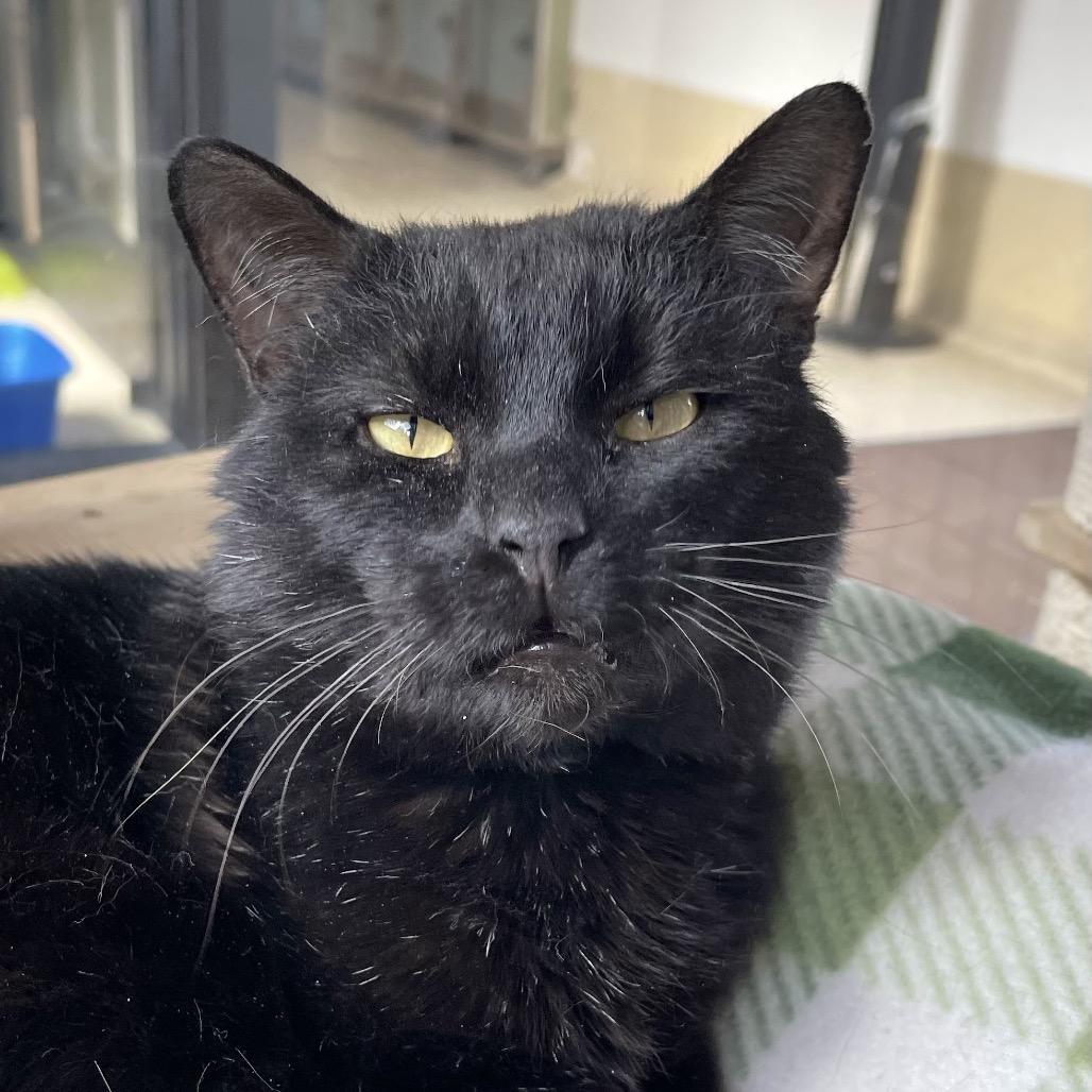 Ganache — thumbnail 2