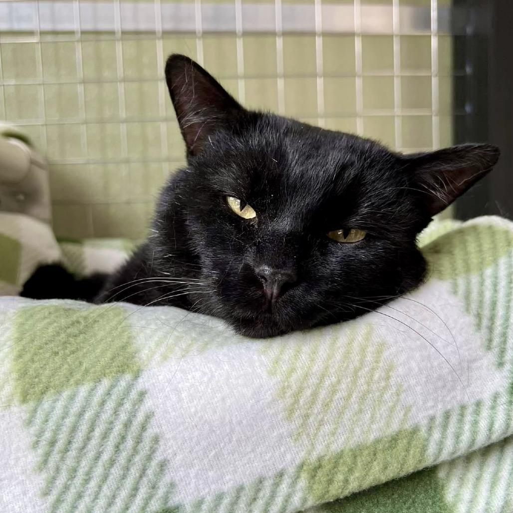 Enlarge Ganache, a Adoptable Domestic Short Hair in Deerfield, IL image 3/5