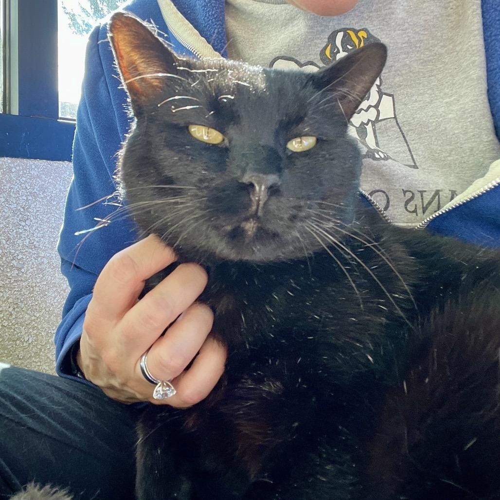 Enlarge Ganache, a Adoptable Domestic Short Hair in Deerfield, IL image 2/5