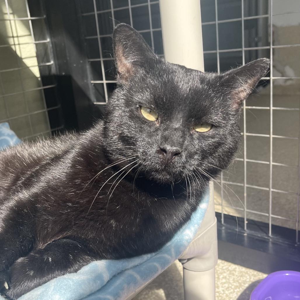 Enlarge Ganache, a Adoptable Domestic Short Hair in Deerfield, IL image 3/5