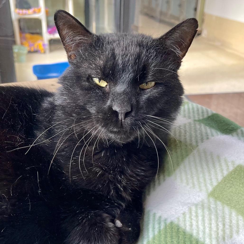 Ganache — thumbnail 4